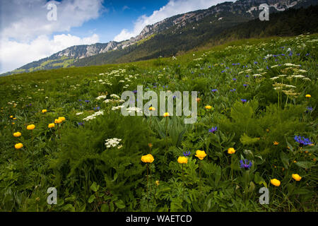 Alpine Wilde Blumenwiese Tal de Combeau Regionaler Naturpark Vercors Vercors Frankreich Stockfoto