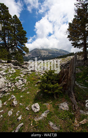 Durcheinander von Kalksteinfelsen mit dem Grand Veymont ridge über Hauts Plateaux Buchen Regionaler Naturpark Vercors Vercors Frankreich Stockfoto