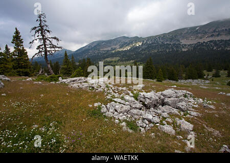 Wildflower Meadow und Kalksteinfelsen mit dem Grand Veymont ridge über Hauts Plateaux Buchen Regionaler Naturpark Vercors Vercors Frankreich Stockfoto