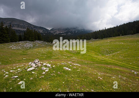 Wildflower meadow mit dem Grand Veymont über Hauts Plateaux Buchen Regionaler Naturpark Vercors Vercors Frankreich Stockfoto