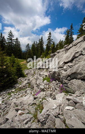 Fußweg durch Fichten Picea abies Hauts Plateaux Buchen Regionaler Naturpark Vercors Vercors Frankreich Stockfoto