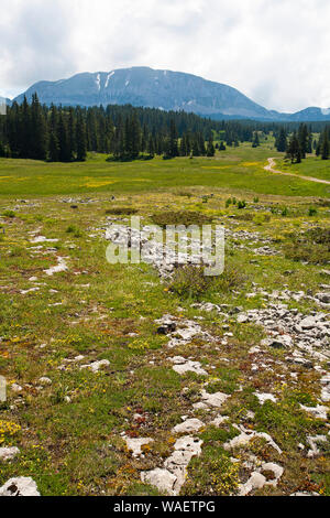 Wilde Blumenwiese mit dem Grand Veymont über Hauts Plateaux Buchen Regionaler Naturpark Vercors Frankreich Stockfoto