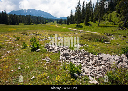 Wilde Blumenwiese mit dem Grand Veymont über Hauts Plateaux Buchen Regionaler Naturpark Vercors Frankreich Stockfoto