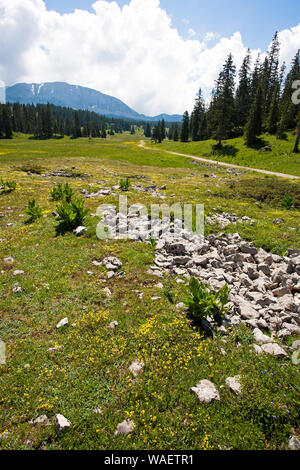 Wilde Blumenwiese mit dem Grand Veymont über Hauts Plateaux Buchen Regionaler Naturpark Vercors Frankreich Stockfoto