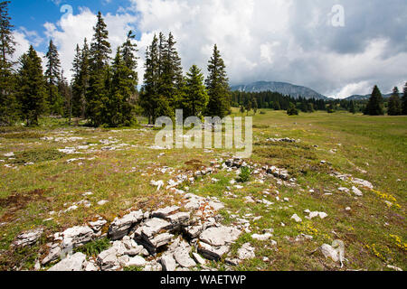 Wilde Blumenwiese mit dem Grand Veymont über Hauts Plateaux Buchen Regionaler Naturpark Vercors Frankreich Stockfoto