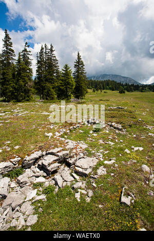 Wilde Blumenwiese mit dem Grand Veymont über Hauts Plateaux Buchen Regionaler Naturpark Vercors Frankreich Stockfoto