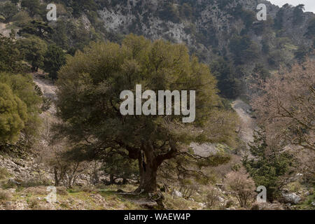 Kermes Oak, Quercus coccifera als reifer Baum in der Imbros Schlucht, Kreta. Stockfoto