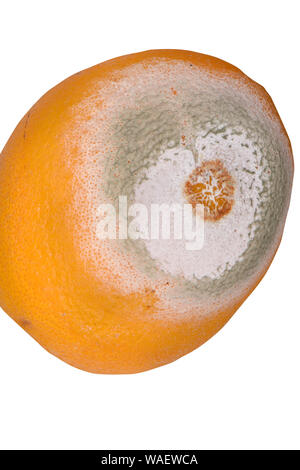 Schimmel auf der Schale einer Verfaulten orange. Verfaulten orange auf weißem Hintergrund. Close Up. Stockfoto