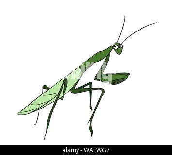 Mantis Farbe. Vektor, weißer Hintergrund Stock Vektor