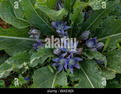 Mediterrane Mandrake, Mandragora officinarum, in Blüte im Frühjahr, Kreta. Stockfoto