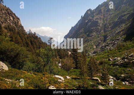 Die obere Restonica Tal mit korsische Kiefer Pinus nigra Subsp laricio und Eberesche Sorbus aucuparia Subsp praemorsa, Regionaler Naturpark Stockfoto