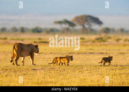 Löwin mit 3 Jungen, Amboseli, Kenia, Afrika. Stockfoto