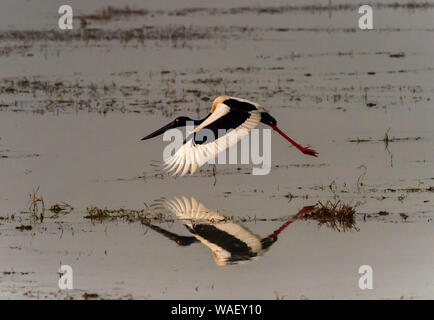 Black-necked Stork im Flug, Ephippiorhynchus asiaticus, Bharatpur, Rajasthan, Indien. Stockfoto