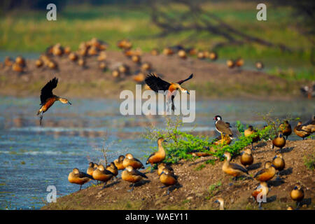 Weniger pfeifen Enten anlanden, Dendrocygna javanica, Bharatpur, Rajasthan, Indien. Stockfoto