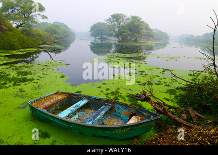 Kanu in See mit Moos, Bharatpur, Rajasthan, Indien. Stockfoto