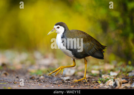 White-breasted waterhen, Amaurornis phoenicurus, Bharatpur, Rajasthan, Indien. Stockfoto