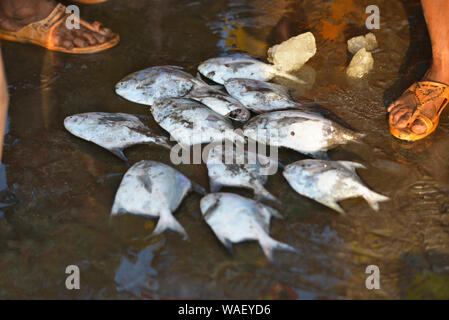 Frischer Fisch pomfrets für Verkauf, Harney Jetty, Ratnagiri, Maharashtra, Indien. Stockfoto