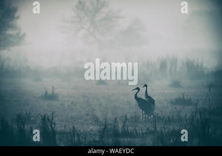 Sarus crane Paar, Antigone Antigone, Keoladeo Nationalpark, Bharatpur, Rajasthan, Indien. Stockfoto