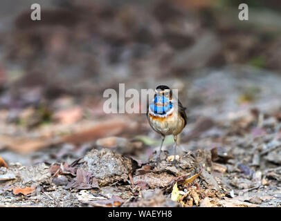 Blaukehlchen, Luscinia svecica, Keoladeo Nationalpark, Bharatpur, Rajasthan, Indien. Stockfoto