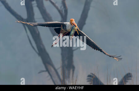 Painted Stork, Mycteria leucocephala, Keoladeo Nationalpark, Bharatpur, Indien. Stockfoto