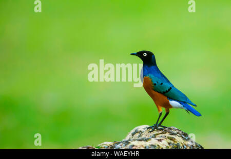 Ausgezeichnete Starling, Lamprotornis Superbus, Masai Mara, Afrika. Stockfoto