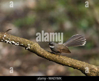 Weiß tiefsten Fantail, Weiß tiefsten Fantail, Sattal, Nainital Bezirk, Uttarakhand, Indien. Stockfoto