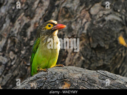 Lineated Barbet, Psilopogon lineatus, Keoladeo Nationalpark, Bharatpur, Rajasthan, Indien. Stockfoto