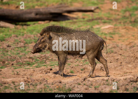 Wildschwein nach dem schlammbad bei Tadoba in Maharashtra, Indien Stockfoto