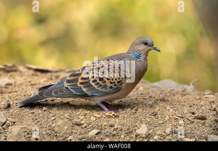 Orientalische Turteltaube, Streptopelia orientalis an Sattal in Indien Stockfoto