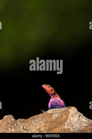 Männliche afrikanischen Agama an Masaimara in Afrika Stockfoto