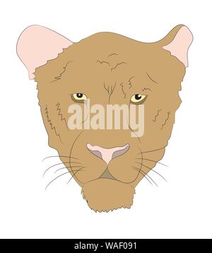 Porträt einer Cougar, Vector, weißer Hintergrund Stock Vektor