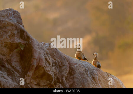 Ruddy shell Ente oder Tadorna ferruginea Paar im Abendlicht an Ranthambhore in Rajasthan, Indien Stockfoto