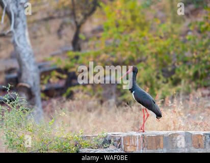 Schwarzstorch, Ciconia nigra in Ranthambhore in Rajasthan, Indien Stockfoto