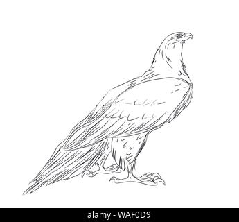Adler sitzt, Linien, Vector, weißer Hintergrund Stock Vektor