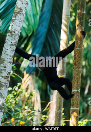 Männliche Hoolock Gibbon an Tinsukia in Assam, Indien Stockfoto