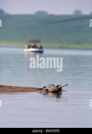 Gharial, Gavialis gangeticus und touristische Boot innen Chambal in Rajasthan, Indien Stockfoto