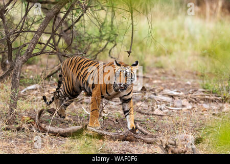 Junge männliche Tiger walking im Ranthambore Nationalpark in Rajasthan, Indien Stockfoto