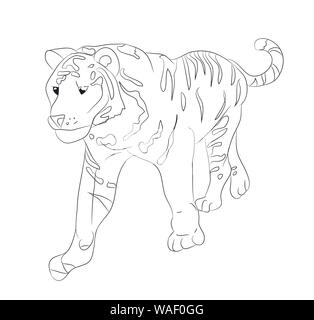 Vector Illustration eines Tiger, geht, Zeichnen von Linien, Vector, weißer Hintergrund Stock Vektor