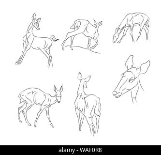 Rotwild weiblich, viele, Vektorlinien, weißer Hintergrund Stock Vektor