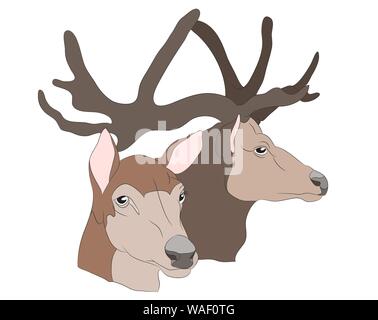 Rehe Portrait, Vector, weißer Hintergrund Stock Vektor