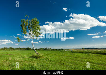 Einsame Birke wächst auf der grünen Wiese und Weiße Wolke am blauen Himmel Stockfoto