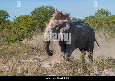 Ein Elefant deckt sich in Staub im Etosha National Park Stockfoto