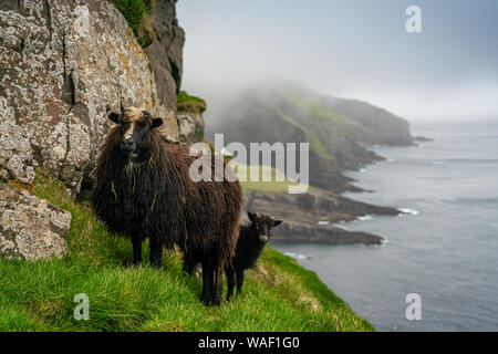 Schafe auf den Klippen von Mykines Island, Färöer Inseln Stockfoto