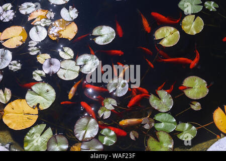 Goldfische schwimmen in einem kleinen Teich im Garten. Stockfoto