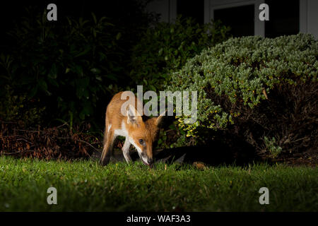 Nahansicht eines wilden, städtischen britischen Rotfuchses (Vulpes vulpes), der im Dunkeln draußen isoliert ist und nachts in einem Garten auf dem Boden auf Nahrungssuche ist. Stockfoto