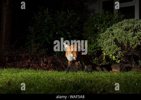 Niedrigen Winkel, Nahaufnahme Vorderansicht eines wilden UK urban Red Fox (Vulpes vulpes) isolierten draußen in der Dunkelheit, die nahrungssuche am Boden in Großbritannien Garten bei Nacht. Stockfoto