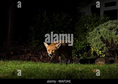 Niedrigen Winkel, Nahaufnahme Vorderansicht eines wilden, urban Red Fox (Vulpes vulpes) isolierten draußen in der Dunkelheit, die nahrungssuche am Boden in einem britischen Garten bei Nacht. Stockfoto