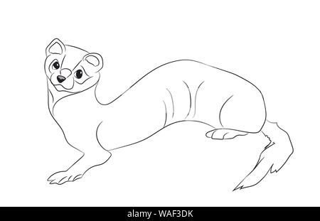 Marten, Vector, weißer Hintergrund Stock Vektor