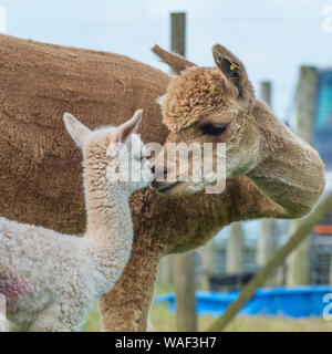 Alpaka Stockfoto