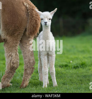 Alpaka Stockfoto